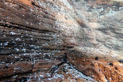 Lepidoblennius marmoratus