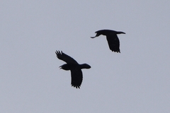 Corvus corax kamtschaticus