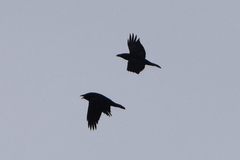 Corvus corax kamtschaticus