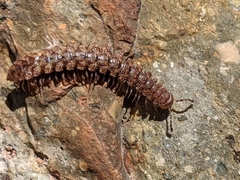 Polydesmoides