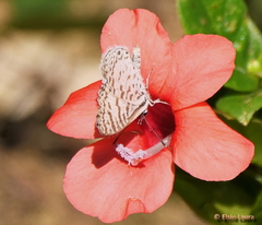 Leptotes cassius cassidula