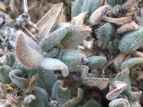 Tiquilia canescens var. canescens