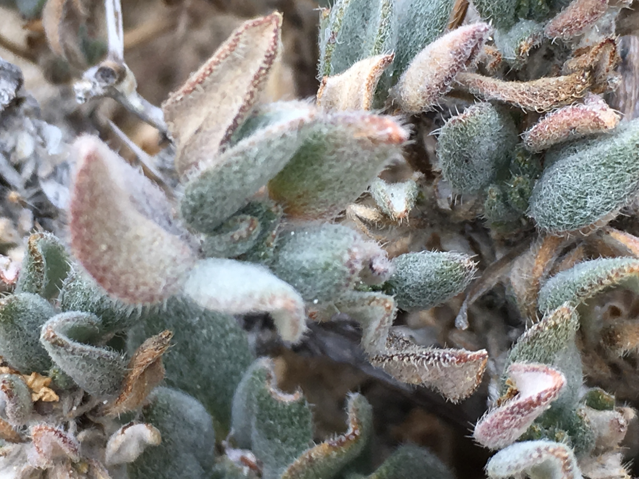 Tiquilia canescens var. canescens
