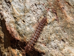 Polydesmoides