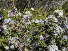 Ceanothus otayensis