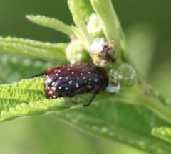 Leucocelina
