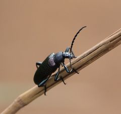Praeugenini