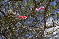 Tillandsia recurvifolia