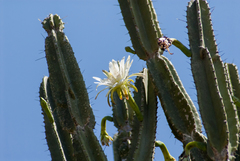 Cereus stenogonus