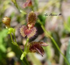 Stelis villosa