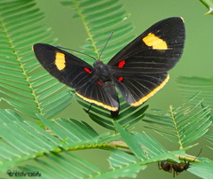 Melanis aegates albugo