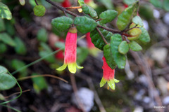 Correa reflexa speciosa