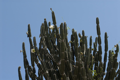Cereus stenogonus