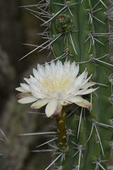 Stetsonia coryne