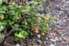 Correa reflexa speciosa