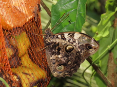 Opsiphanes quiteria badius