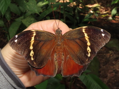 Opsiphanes quiteria badius