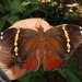 Opsiphanes quiteria badius - Photo (c) Lepidoptera Colombiana 🇨🇴,  זכויות יוצרים חלקיות (CC BY-NC), הועלה על ידי Lepidoptera Colombiana 🇨🇴