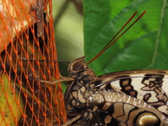 Opsiphanes quiteria badius