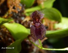 Stelis villosa