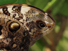 Opsiphanes quiteria badius