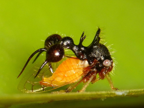 アリカツギツノゼミ (Cyphonia clavata) · iNaturalist
