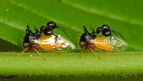 アリカツギツノゼミ (Cyphonia clavata) · iNaturalist
