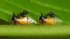 アリカツギツノゼミ (Cyphonia clavata) · iNaturalist