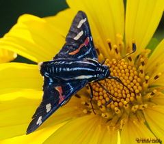 Mimoniades versicolor