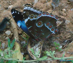 Morpho helenor achillides