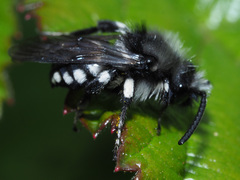 Melecta curvispina