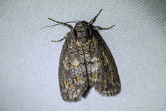 Discophlebia celaena