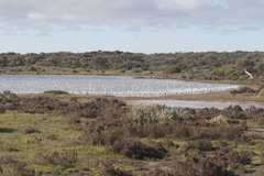 Cladorhynchus leucocephalus