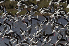 Cladorhynchus leucocephalus