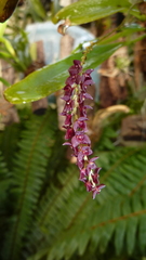 Stelis ciliaris