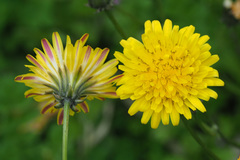 Crepis vesicaria taraxacifolia