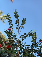 Hibiscus rosa-sinensis