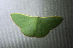 Prasinocyma semicrocea