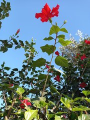 Hibiscus rosa-sinensis