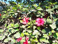 Hibiscus rosa-sinensis