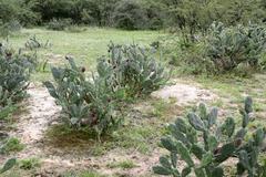 Opuntia elata