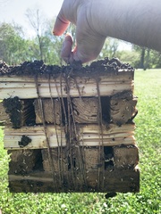 Coptotermes formosanus