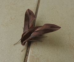 Hippotion