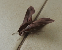 Hippotion