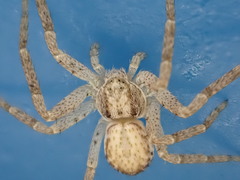 Philodromus dispar