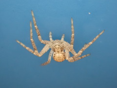 Philodromus dispar