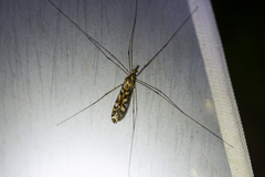 Ischnotoma eburnea