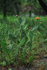 Opuntia elata