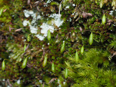 Bryum dichotomum