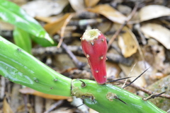 Opuntia retrorsa